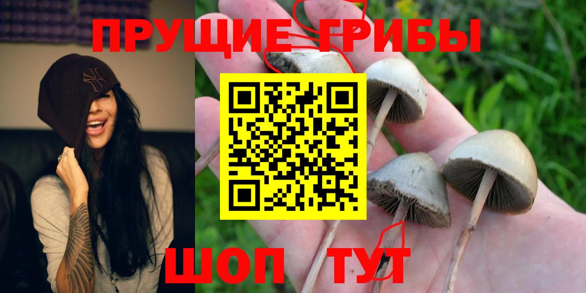 Псилоцибиновые грибы Psilocybe  Вход с VPN  Гусь-Хрустальный 